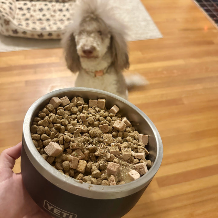 What does DD feed their dogs?